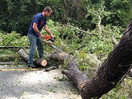 How Our Tree Care Process Works  in  Tool, TX