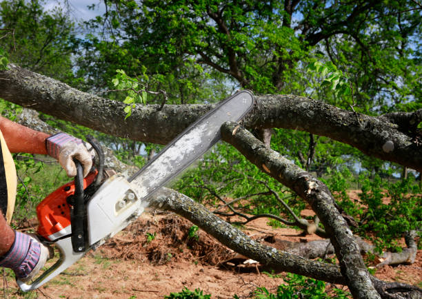 Best Tree Health Inspection  in Tool, TX